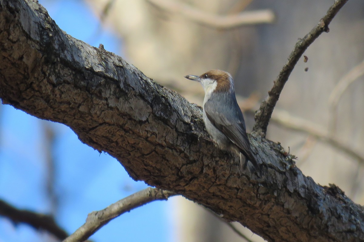 Brown-headed Nuthatch - Allison Gagnon