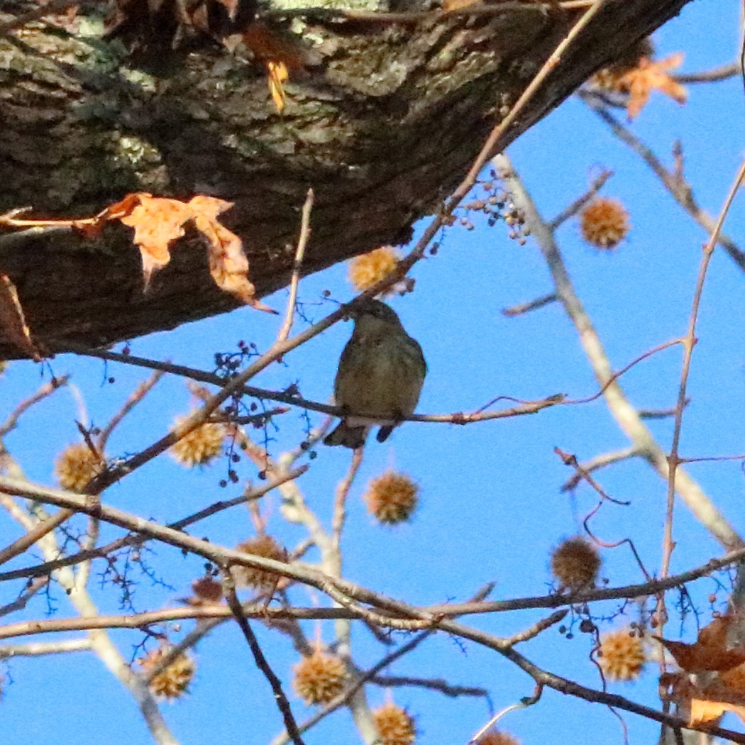 Yellow-rumped Warbler - ML76279291