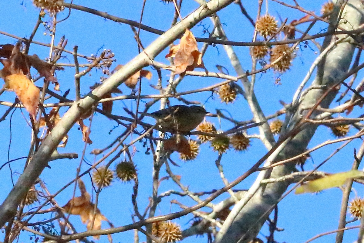 Yellow-rumped Warbler - ML76279301