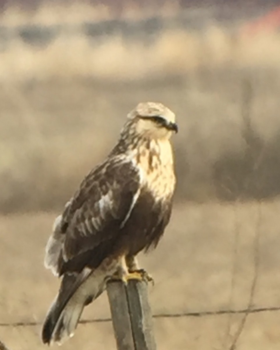 Rough-legged Hawk - Dave Kreft