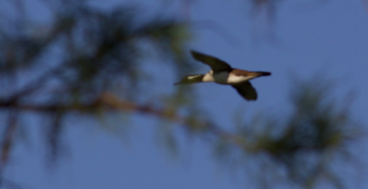 Hooded Merganser - ML76281491