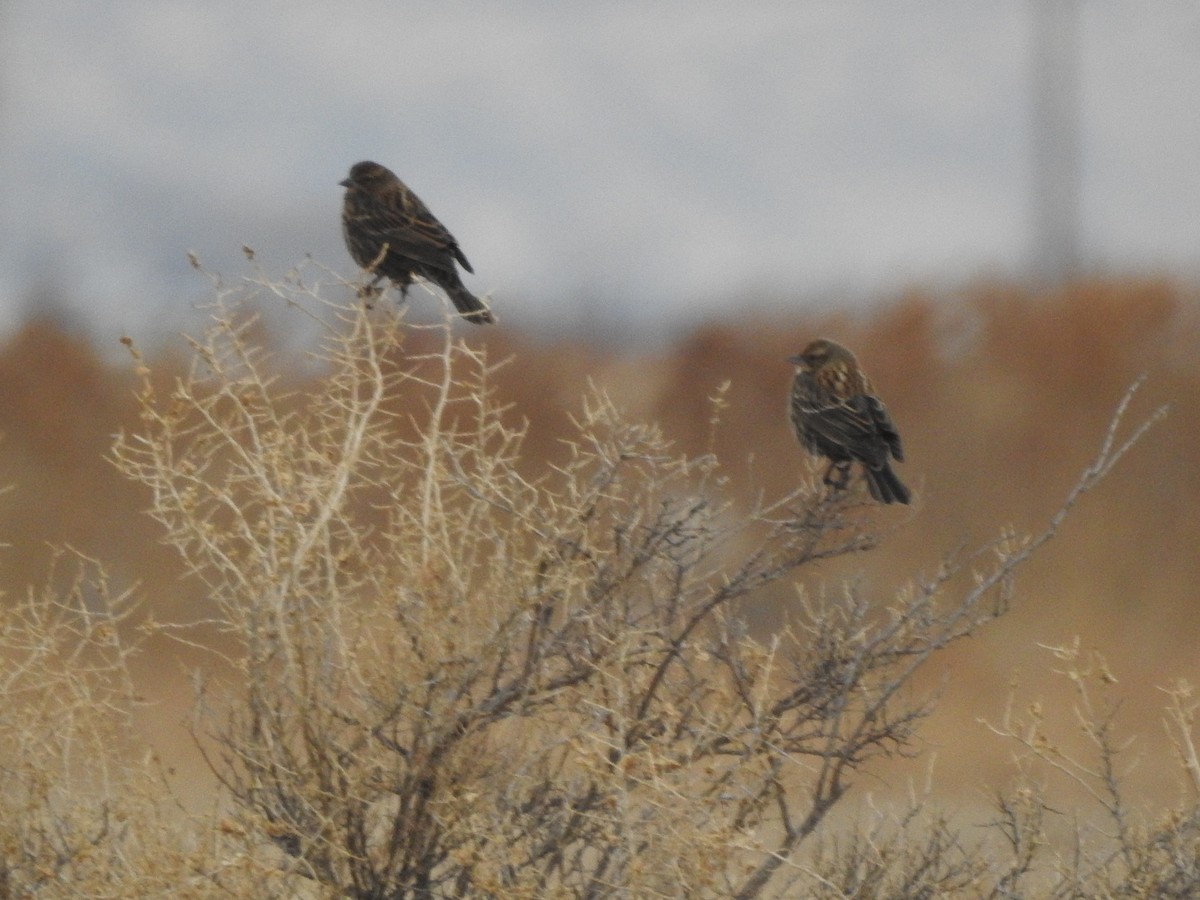 Red-winged Blackbird - ML76282241