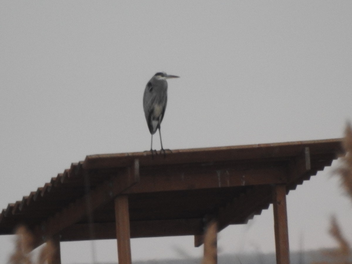 Great Blue Heron - ML76282341