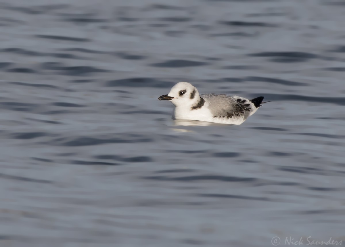 Mouette tridactyle - ML76284341