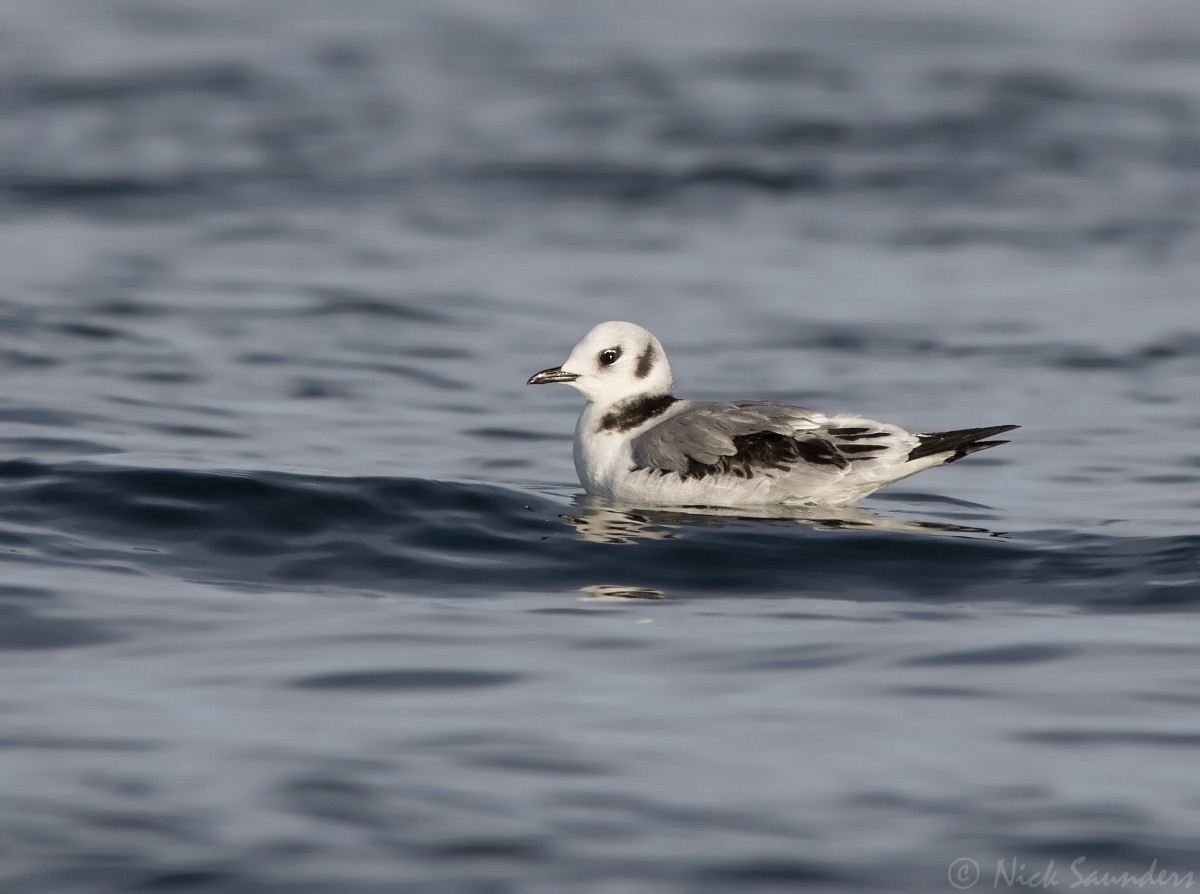 Mouette tridactyle - ML76284361