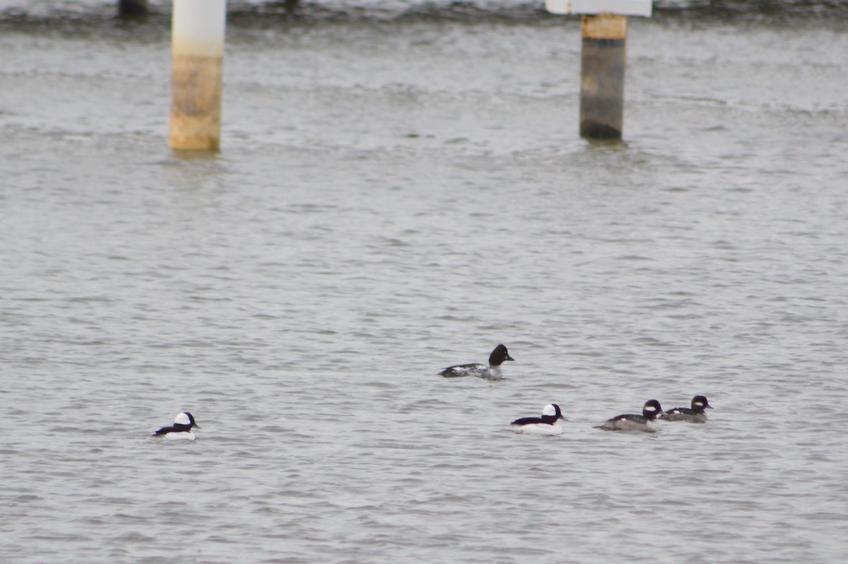 Common Goldeneye - ML76284521