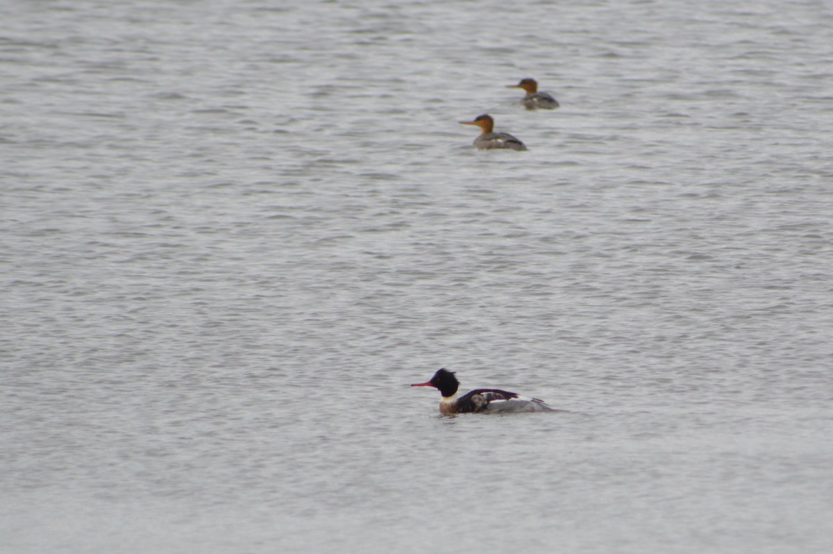 Red-breasted Merganser - Gary  Overdorf