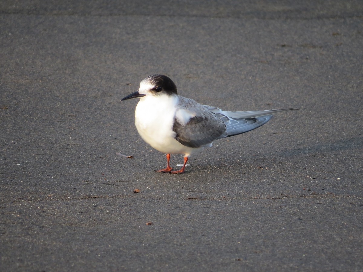 Common Tern - ML76285131