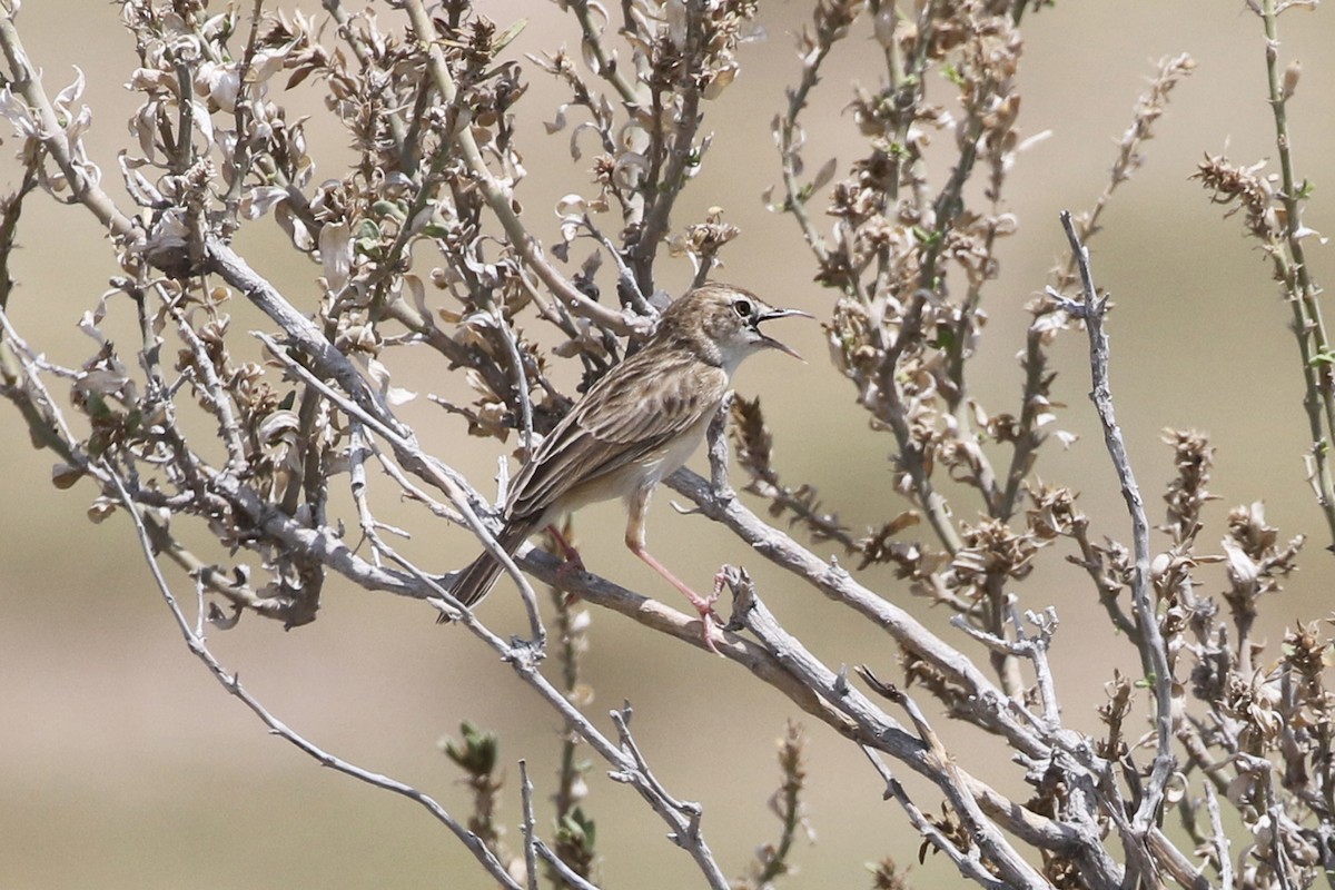 Desert Cisticola - ML76285771