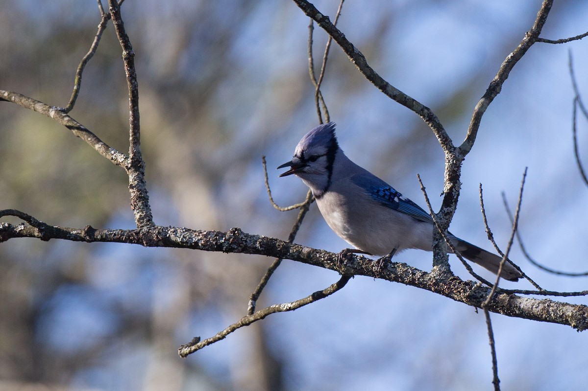 Blue Jay - Chris Wood