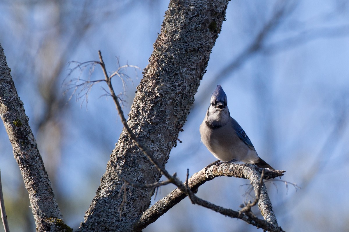 Blue Jay - Chris Wood