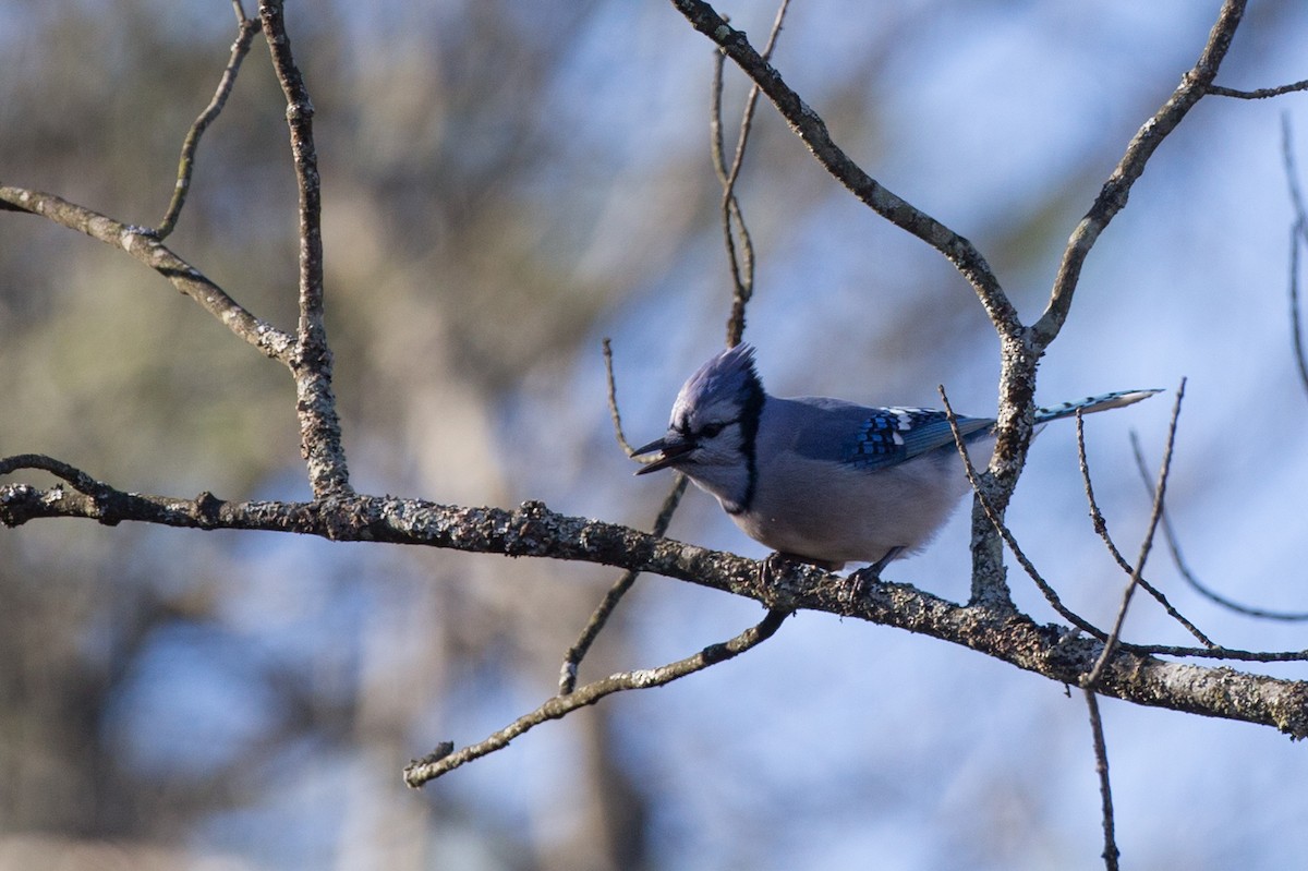 Chara Azul - ML76285851