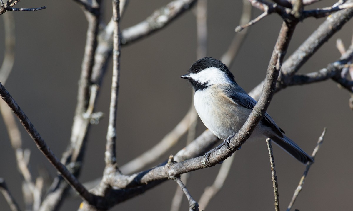 Black-capped Chickadee - Chris Wood