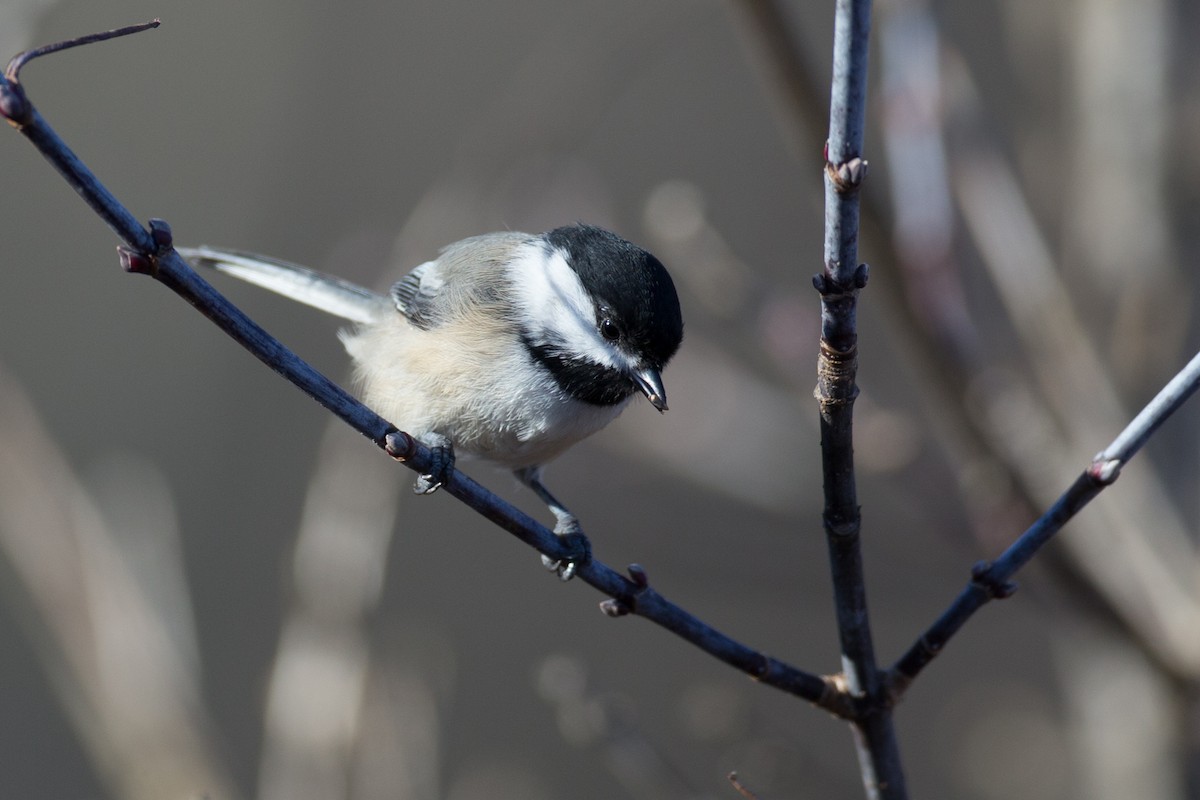 Mésange à tête noire - ML76285951