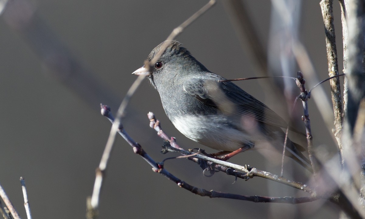 Junco Ojioscuro (hyemalis/carolinensis) - ML76285961