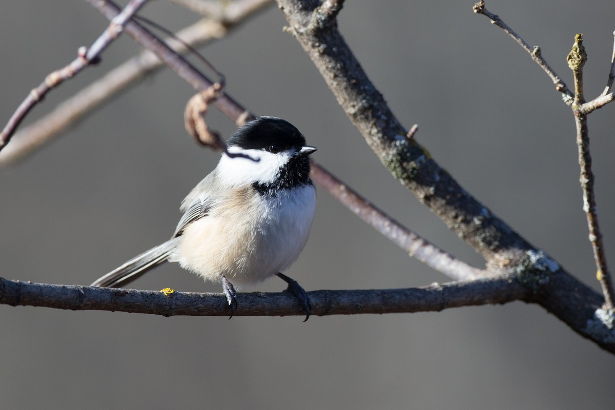 Black-capped Chickadee - Chris Wood