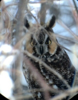 Long-eared Owl - ML76286911