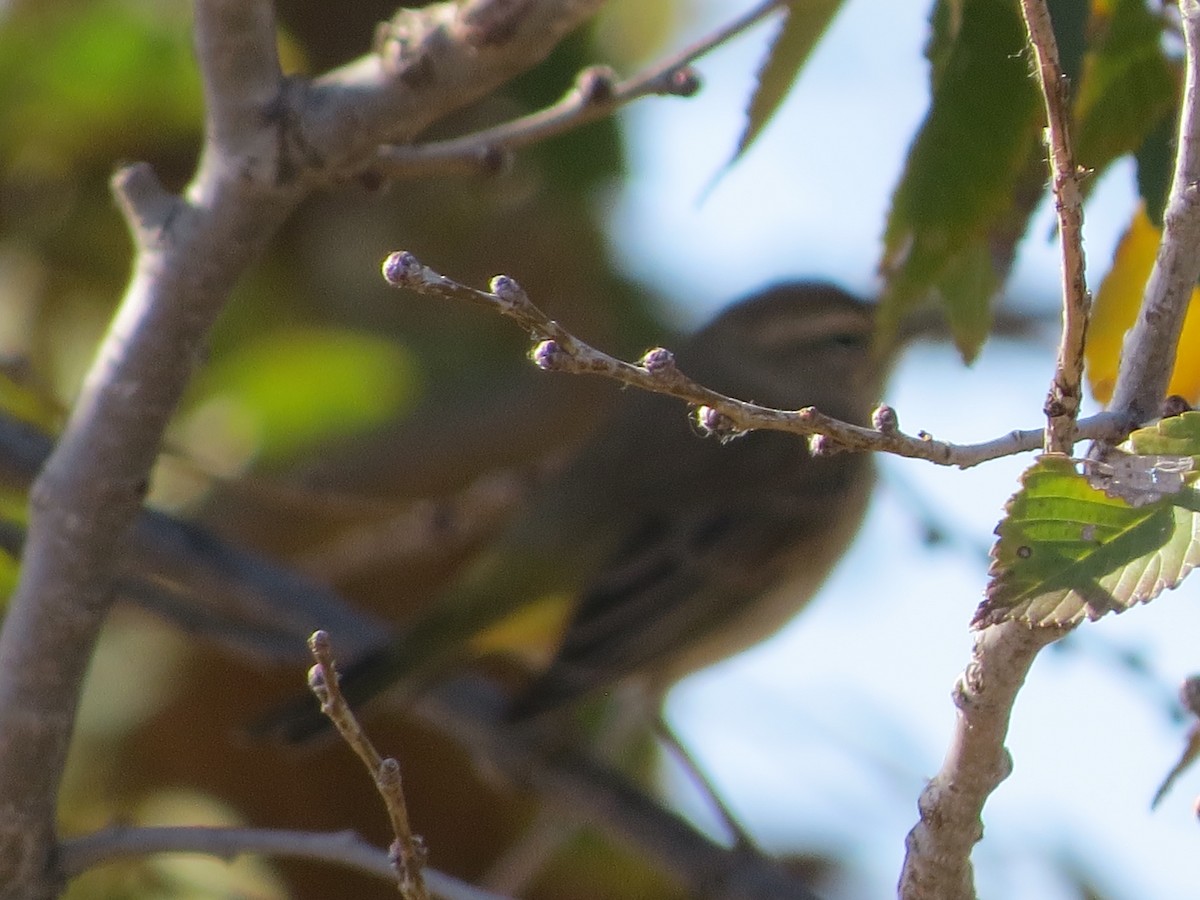 Palm Warbler - ML76287391