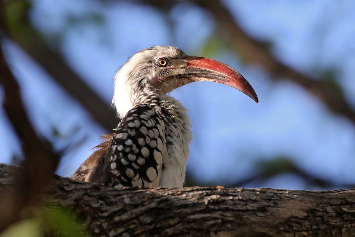 Southern Red-billed Hornbill - Charley Hesse TROPICAL BIRDING