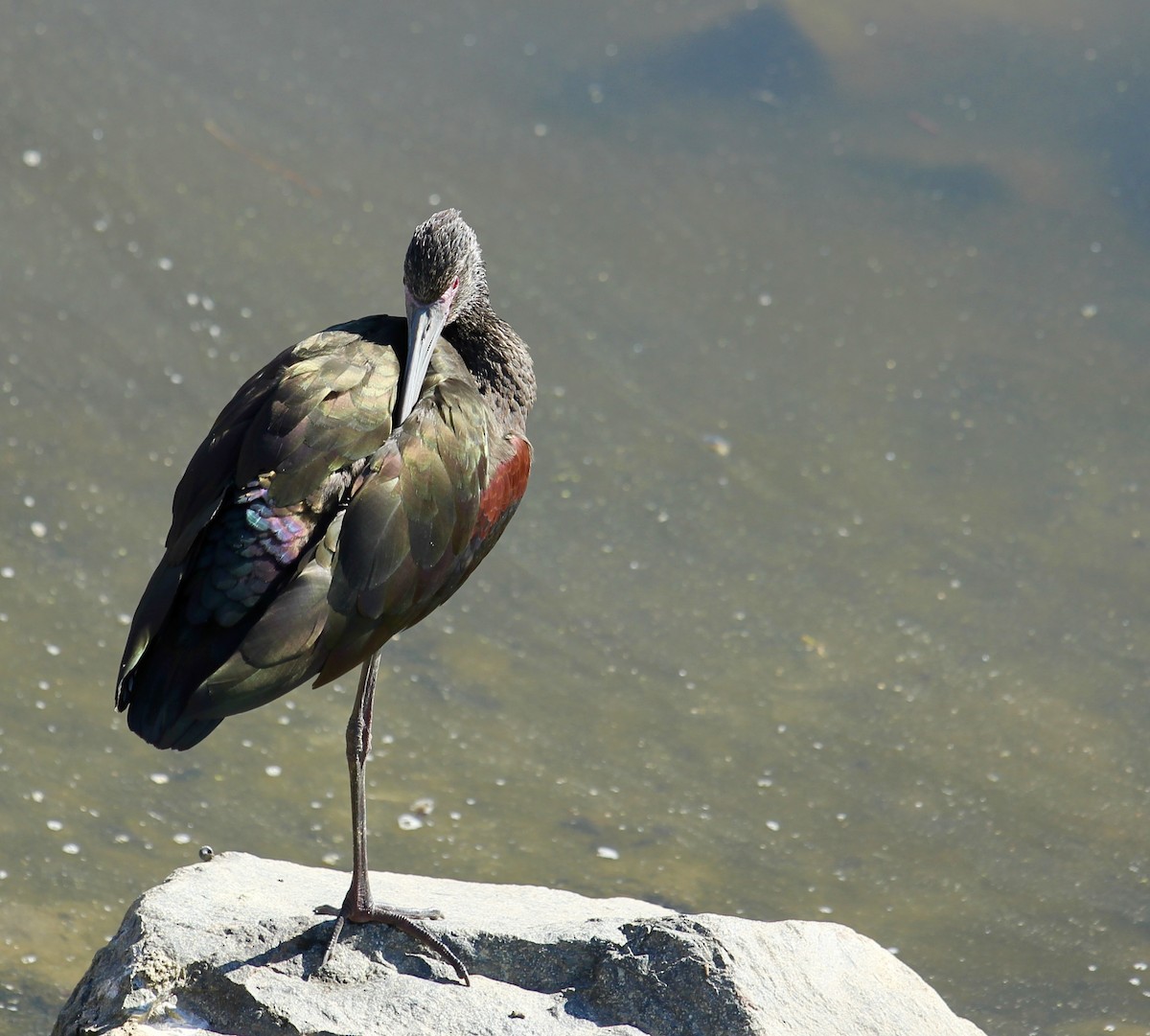 White-faced Ibis - Devon Bradley