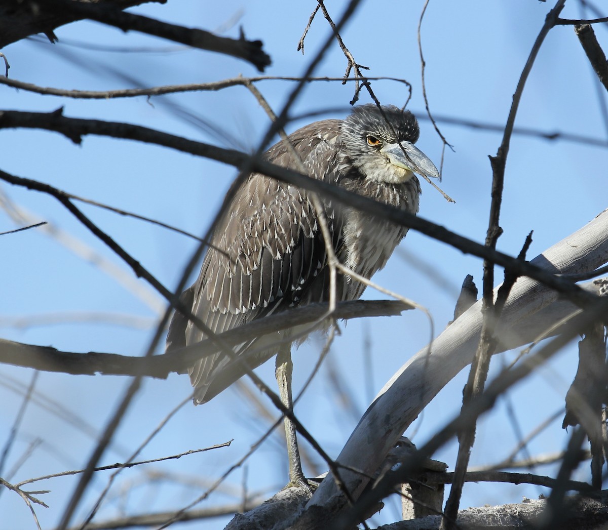 Yellow-crowned Night Heron - Devon Bradley