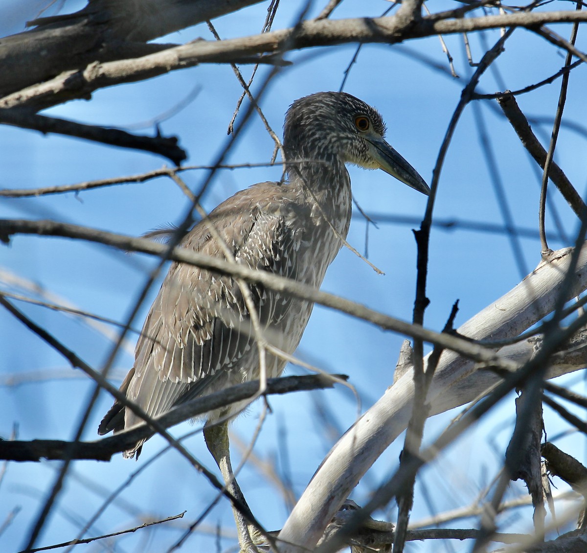 Yellow-crowned Night Heron - Devon Bradley