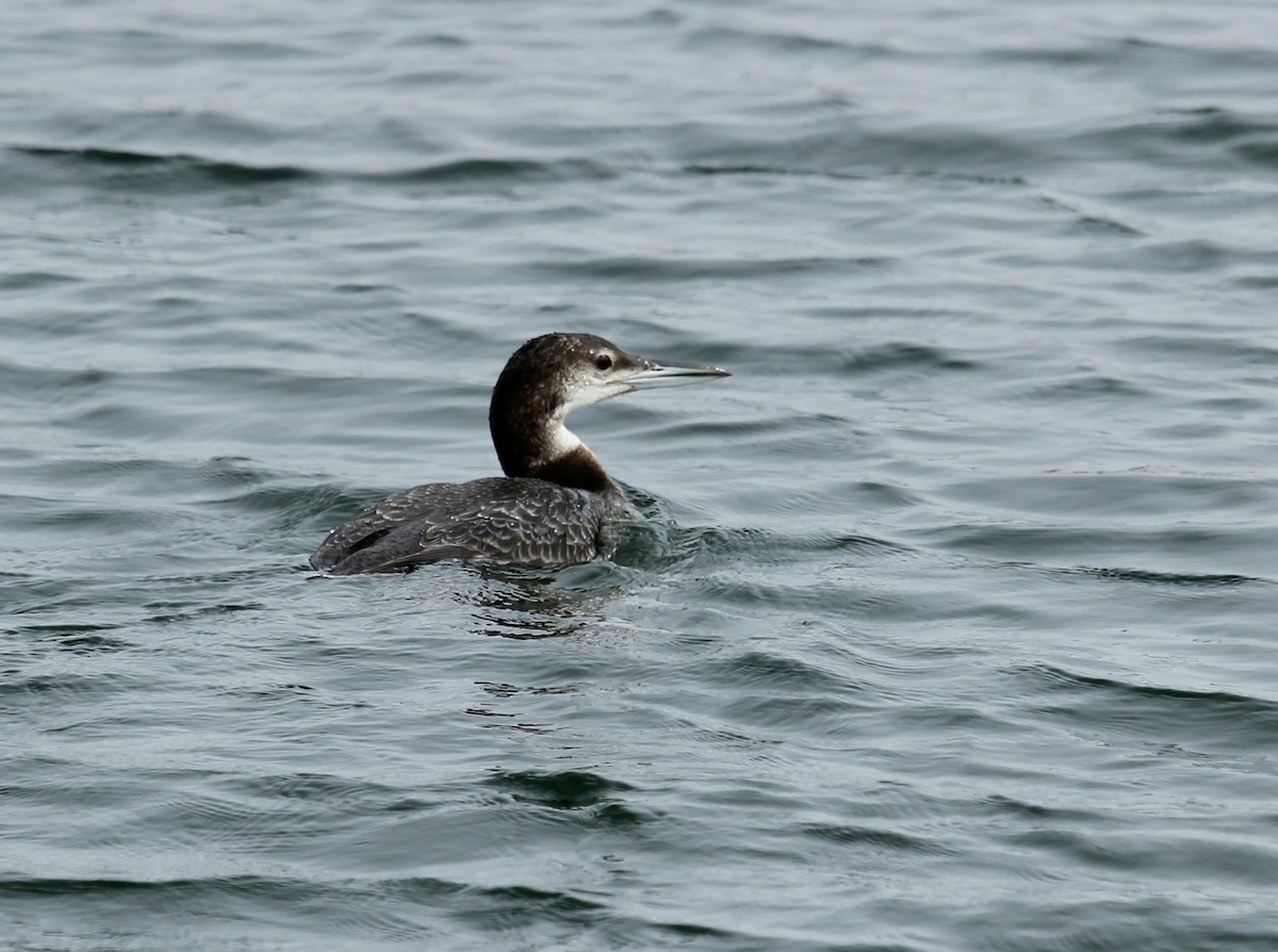 Common Loon - Devon Bradley