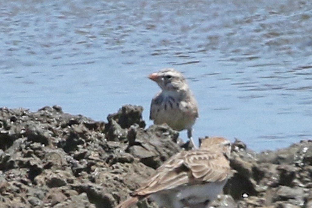 Pink-billed Lark - ML76291301