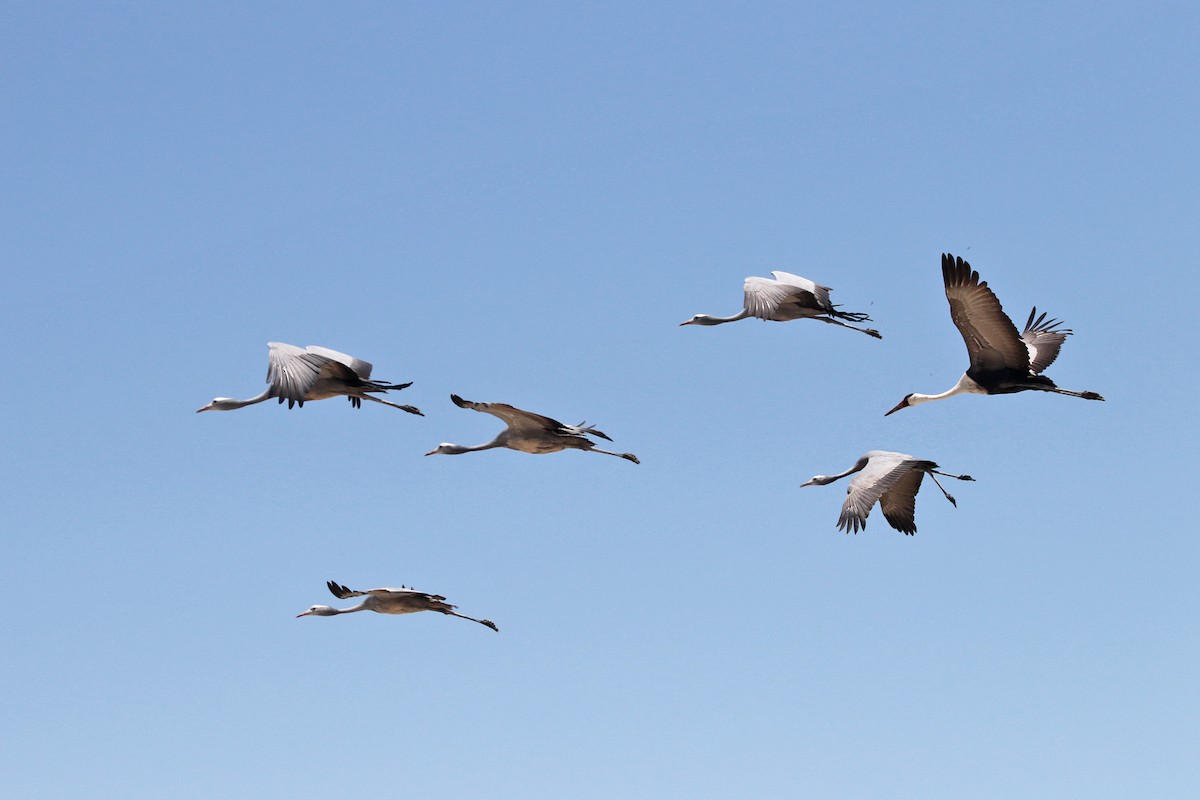 Blue Crane - Charley Hesse TROPICAL BIRDING