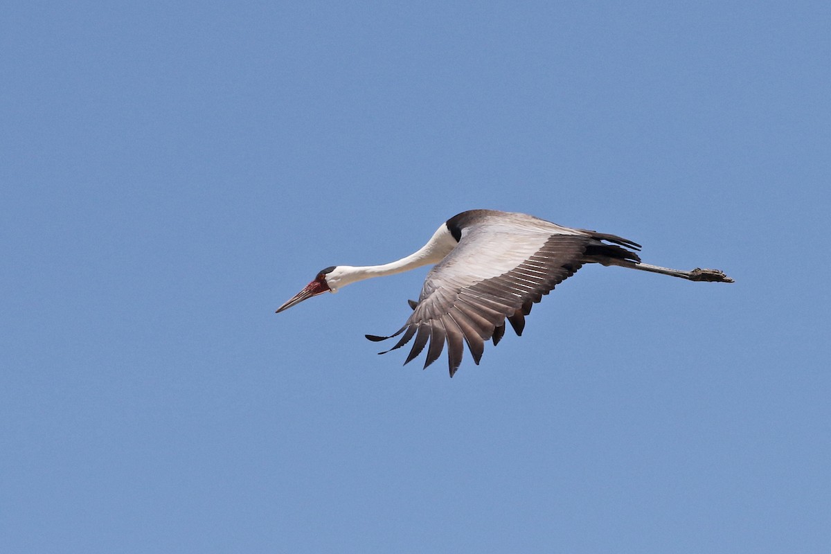 Wattled Crane - ML76291541