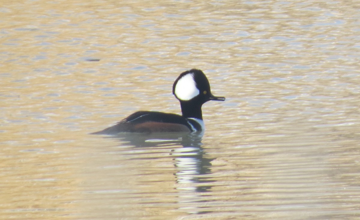 Hooded Merganser - ML76291911