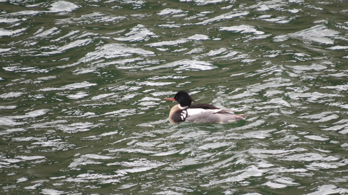 Red-breasted Merganser - ML76292451