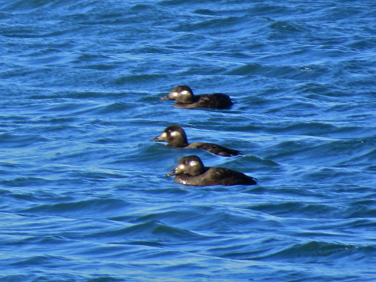 White-winged Scoter - ML76295381