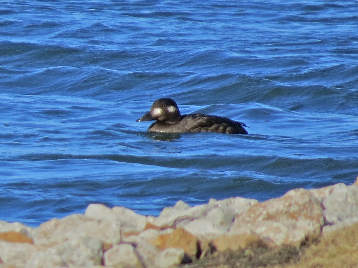 White-winged Scoter - ML76295421