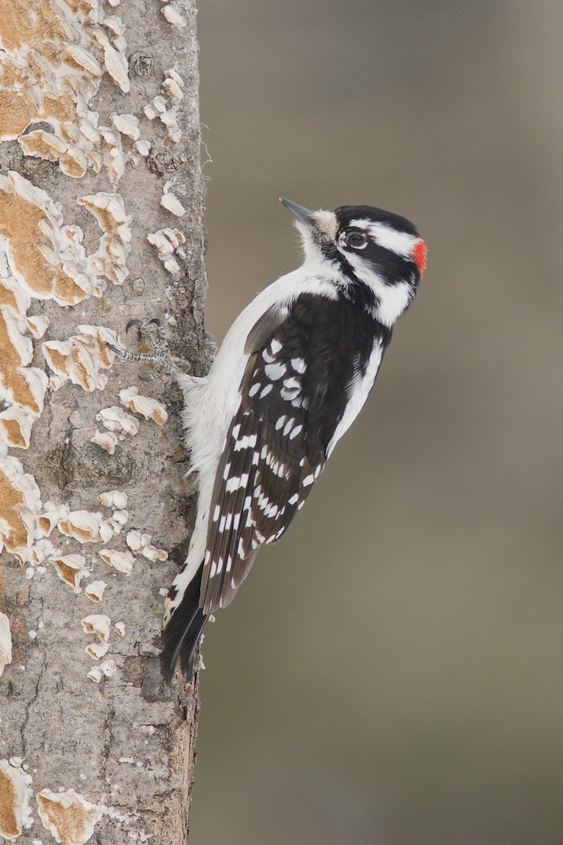 Downy Woodpecker - ML76295601