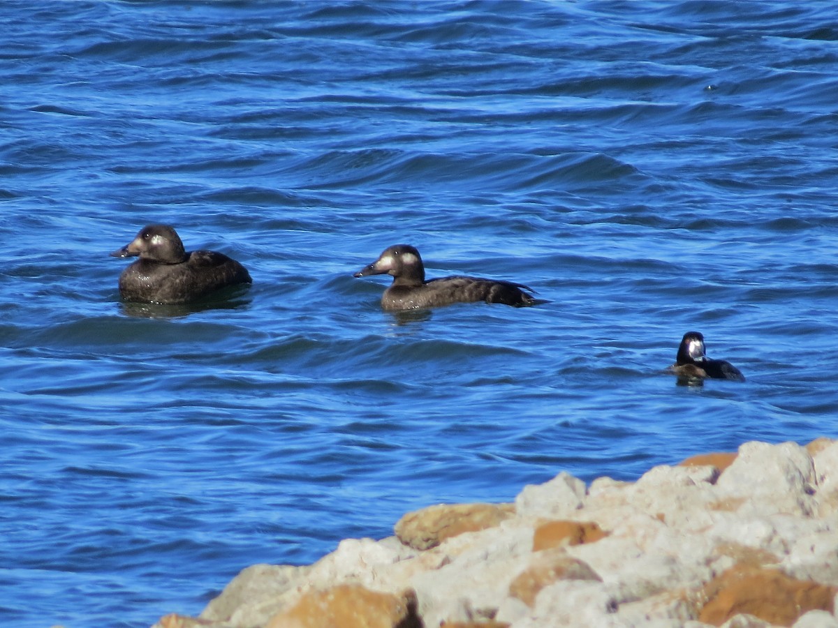 White-winged Scoter - ML76296041