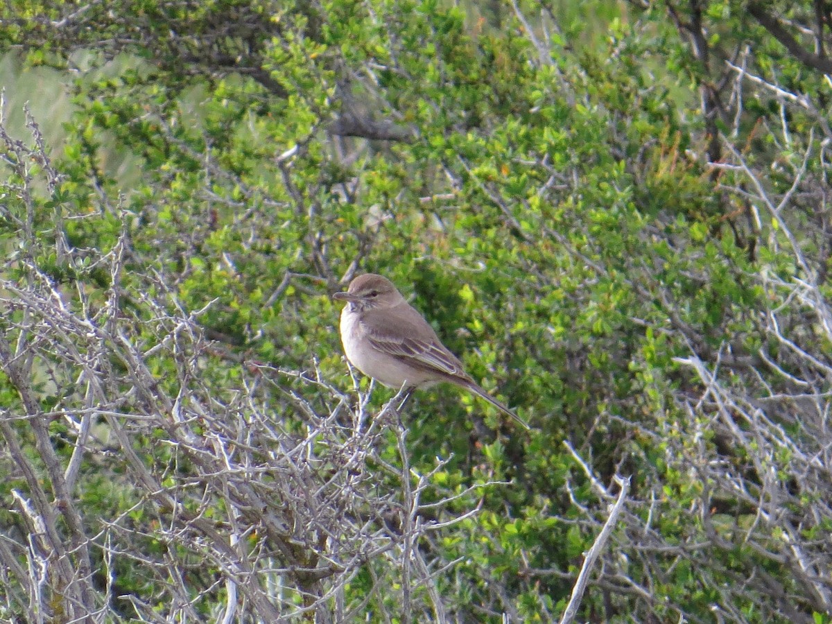 Gray-bellied Shrike-Tyrant - Ann Truesdale