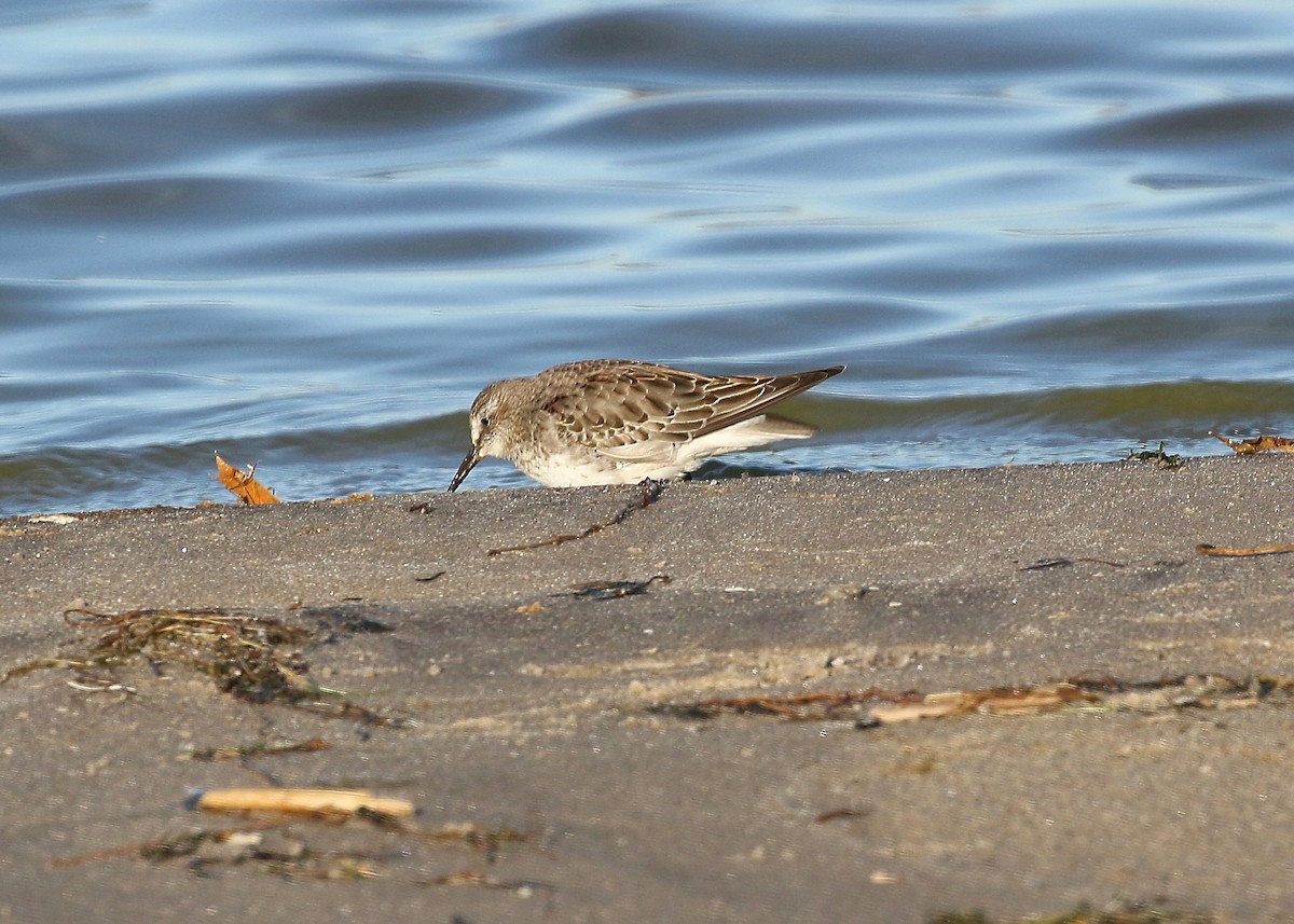 Weißbürzel-Strandläufer - ML76301611