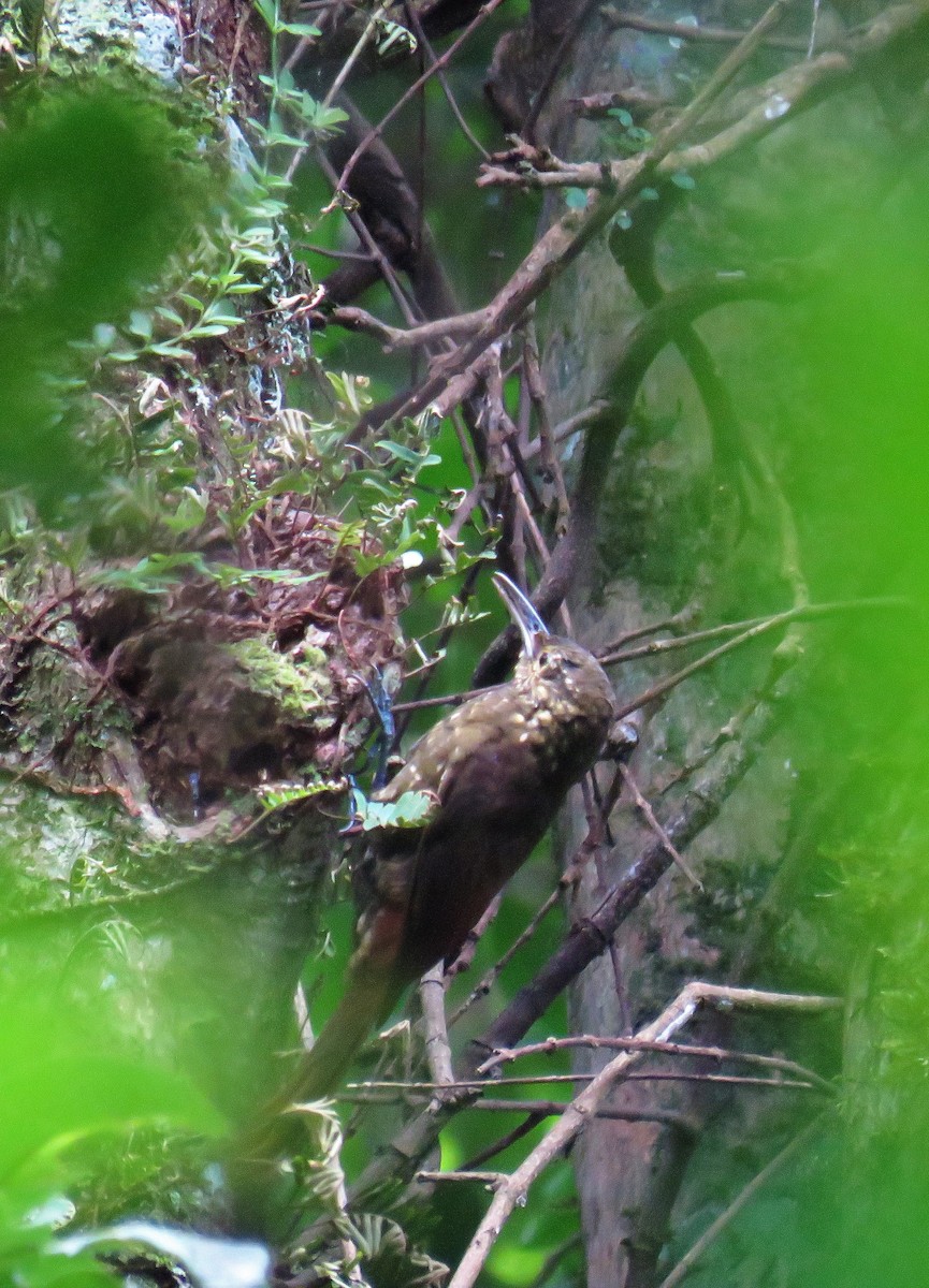 Spotted Woodcreeper - ML76302241