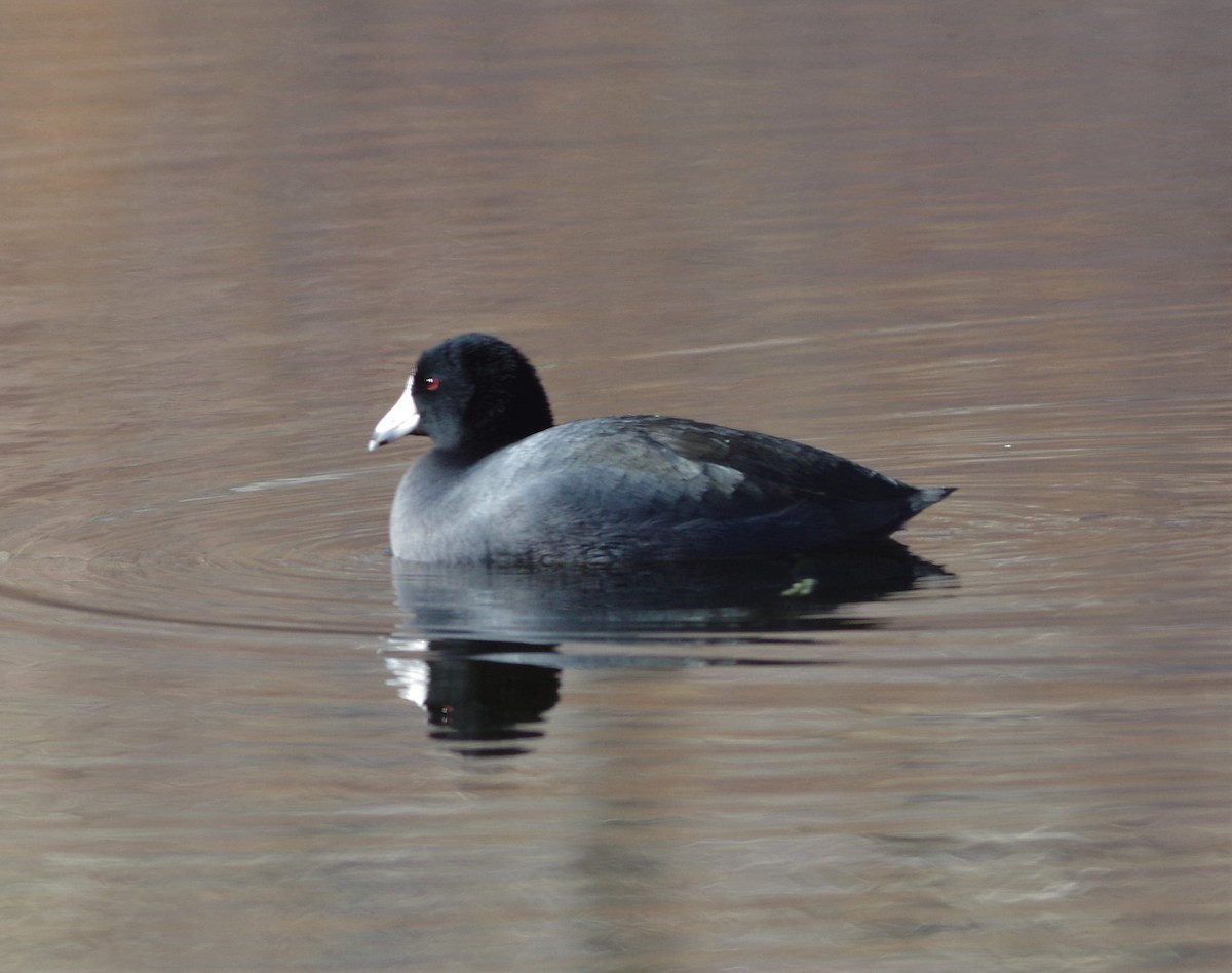 American Coot - ML76302261