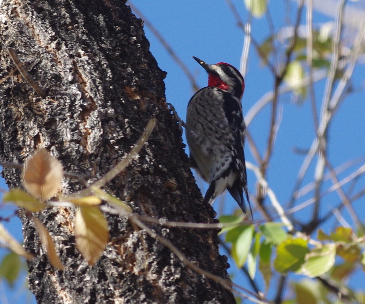 Red-naped Sapsucker - ML76302621