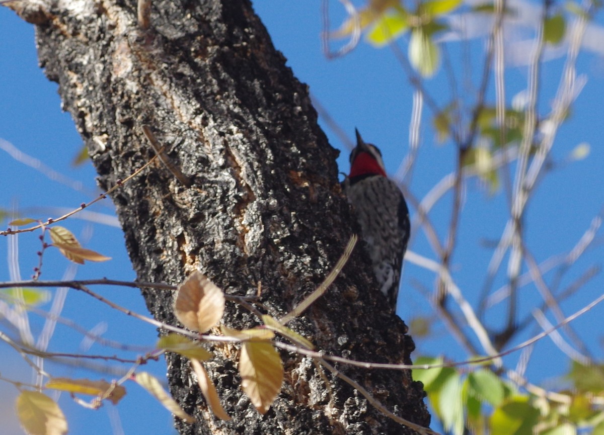 Red-naped Sapsucker - ML76302631