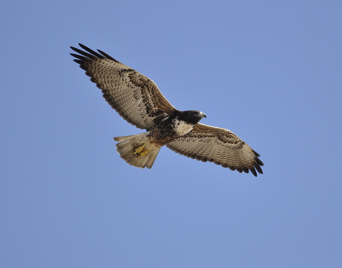 White-tailed Hawk - brendan galvin