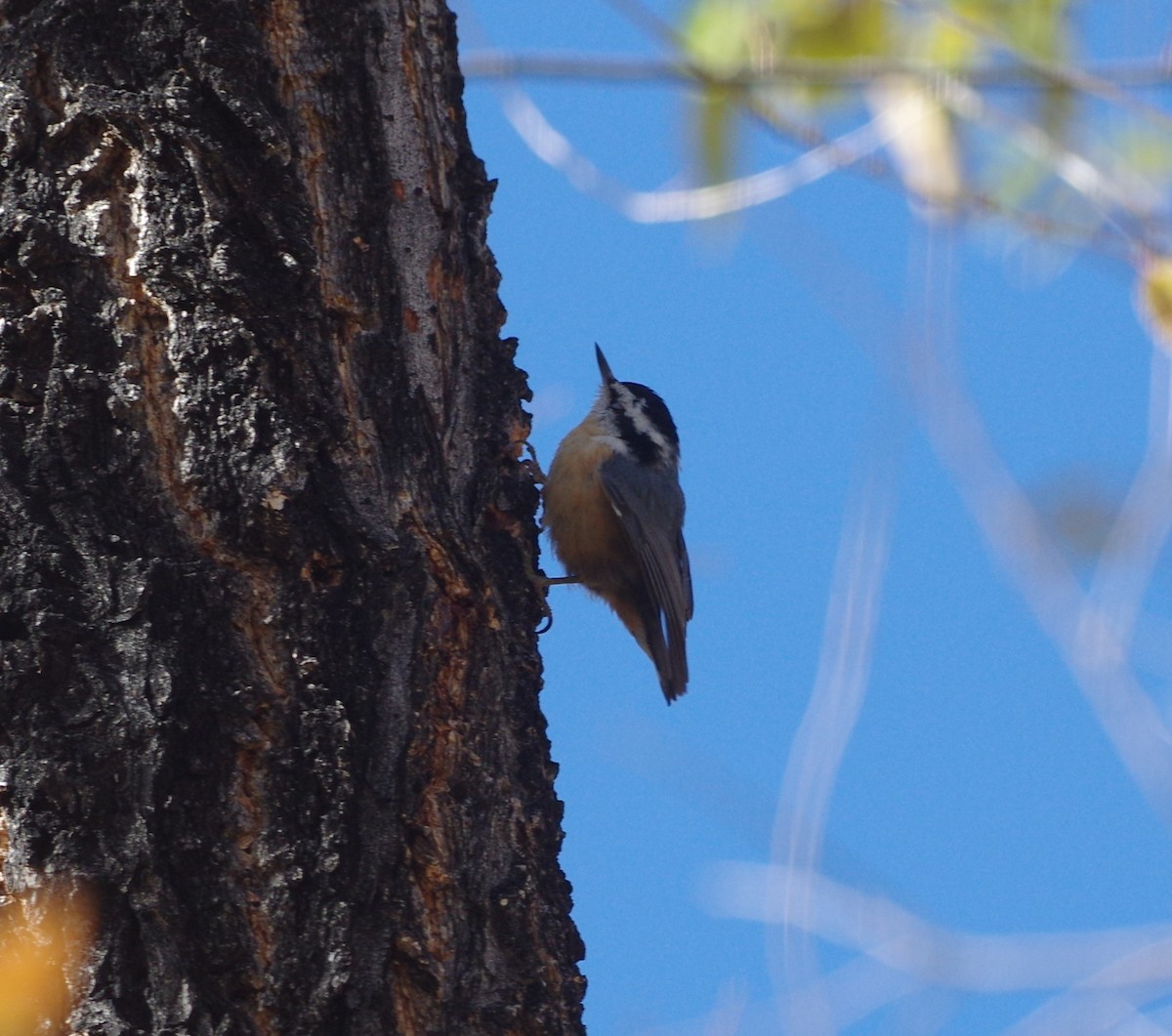 Red-breasted Nuthatch - ML76303611