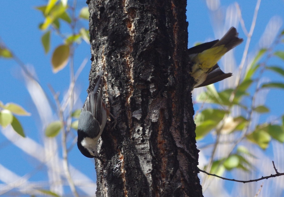 White-breasted Nuthatch - ML76303781