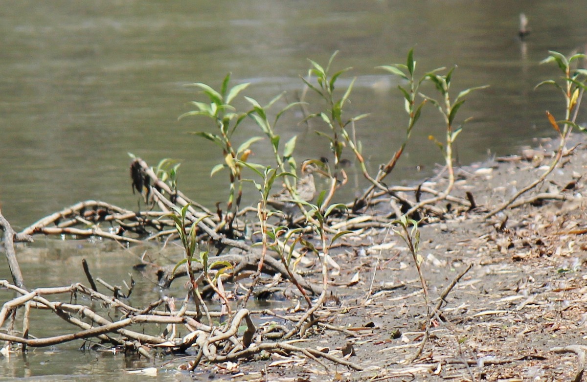 Latham's Snipe - ML76305011