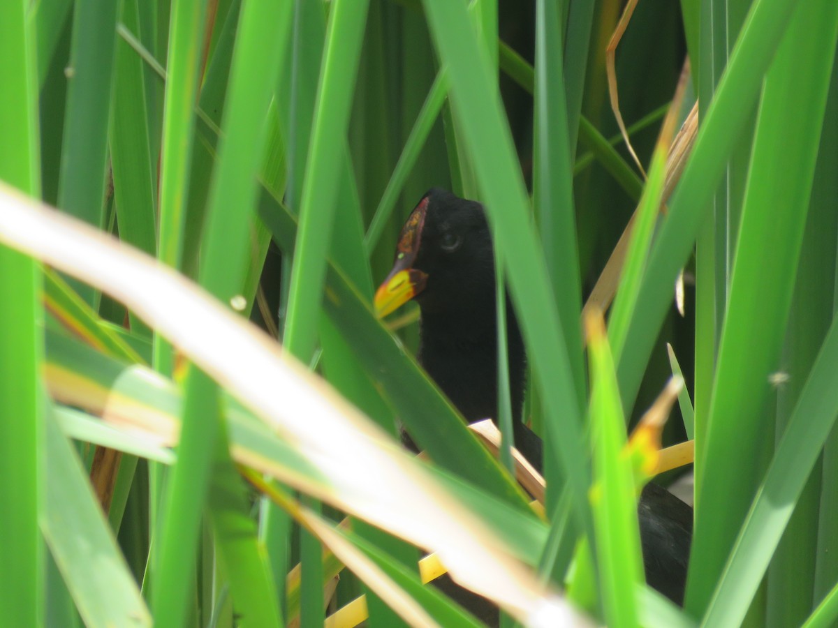 Red-fronted Coot - ML76306751