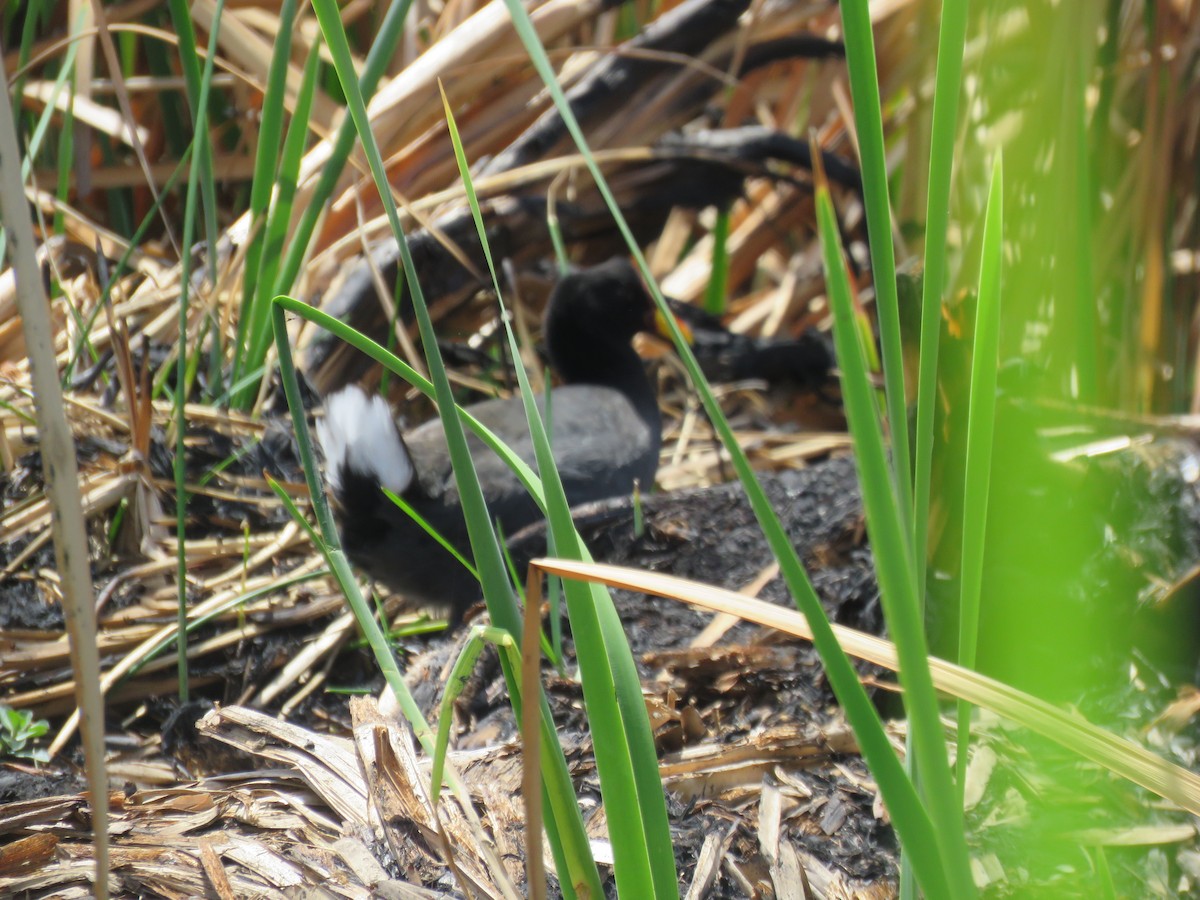 Red-fronted Coot - ML76306761