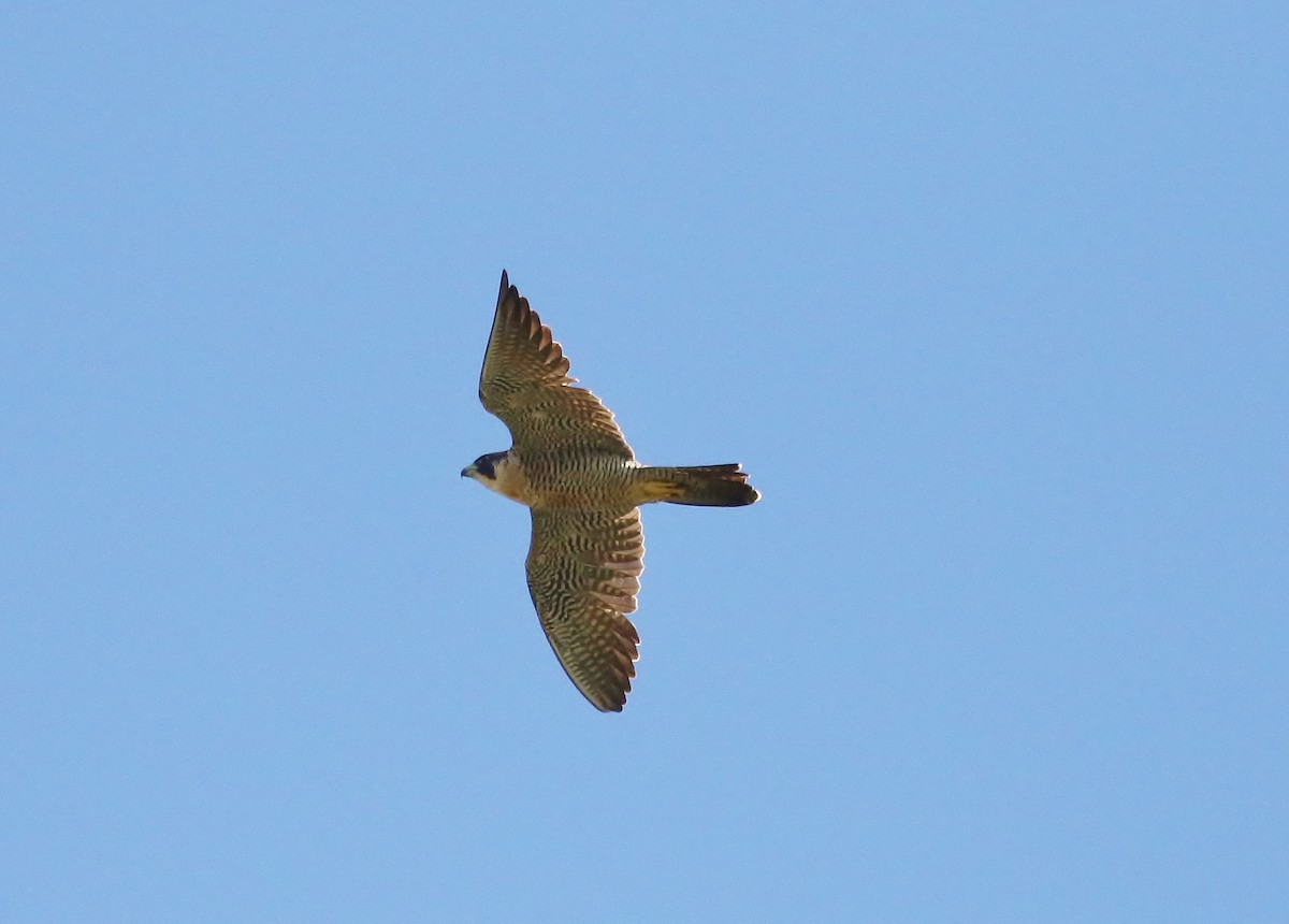 Peregrine Falcon - Musa Awan