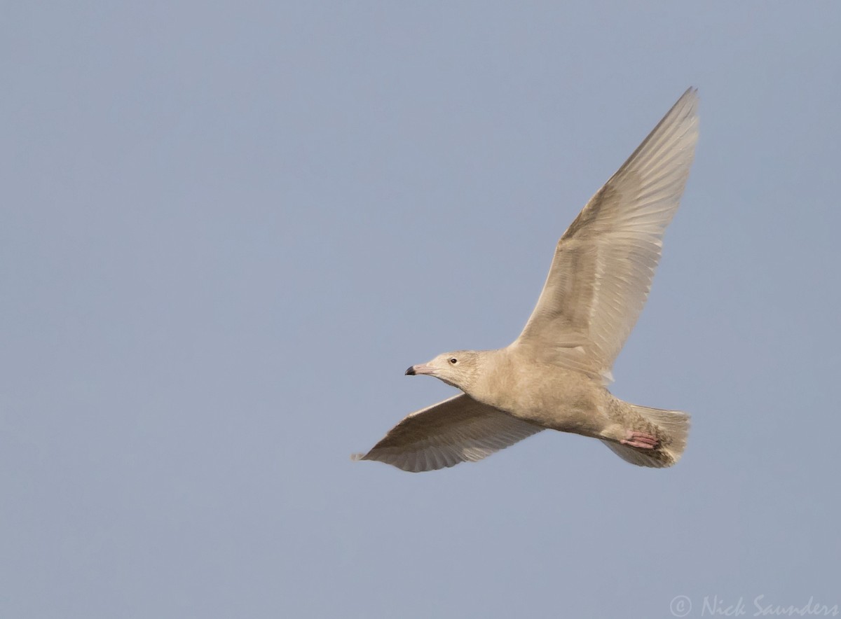 Glaucous Gull - ML76306961